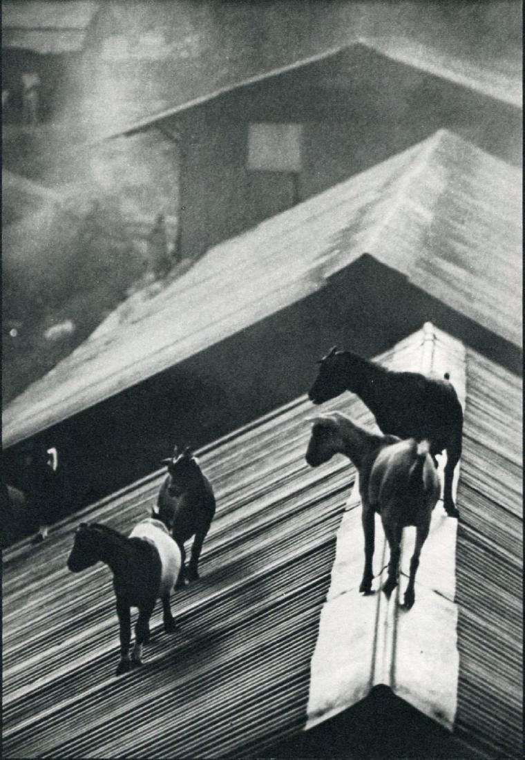 W. EUGENE SMITH - Goats on a Rooftop: Artist: W. EUGENE SMITH Print Title: Goats on a Rooftop Medium: Sheet-Fed Gravure Printed in 1957 Printed in the USA Image Size: 5 x 7.25 inches William Eugene Smith(1918-1978) was an American photojo
