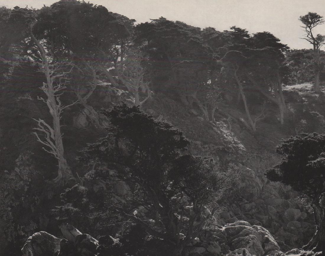 EDWARD WESTON - Cypress Grove, 1938: Artist: EDWARD WESTON Print Title: Cypress Grove, 1938 Medium: Photo-engraving Printing Date: 1950 Printed in the USA Image Size: 9.25 x 7.5 inches Edward Henry Weston was a 20th-century American phot