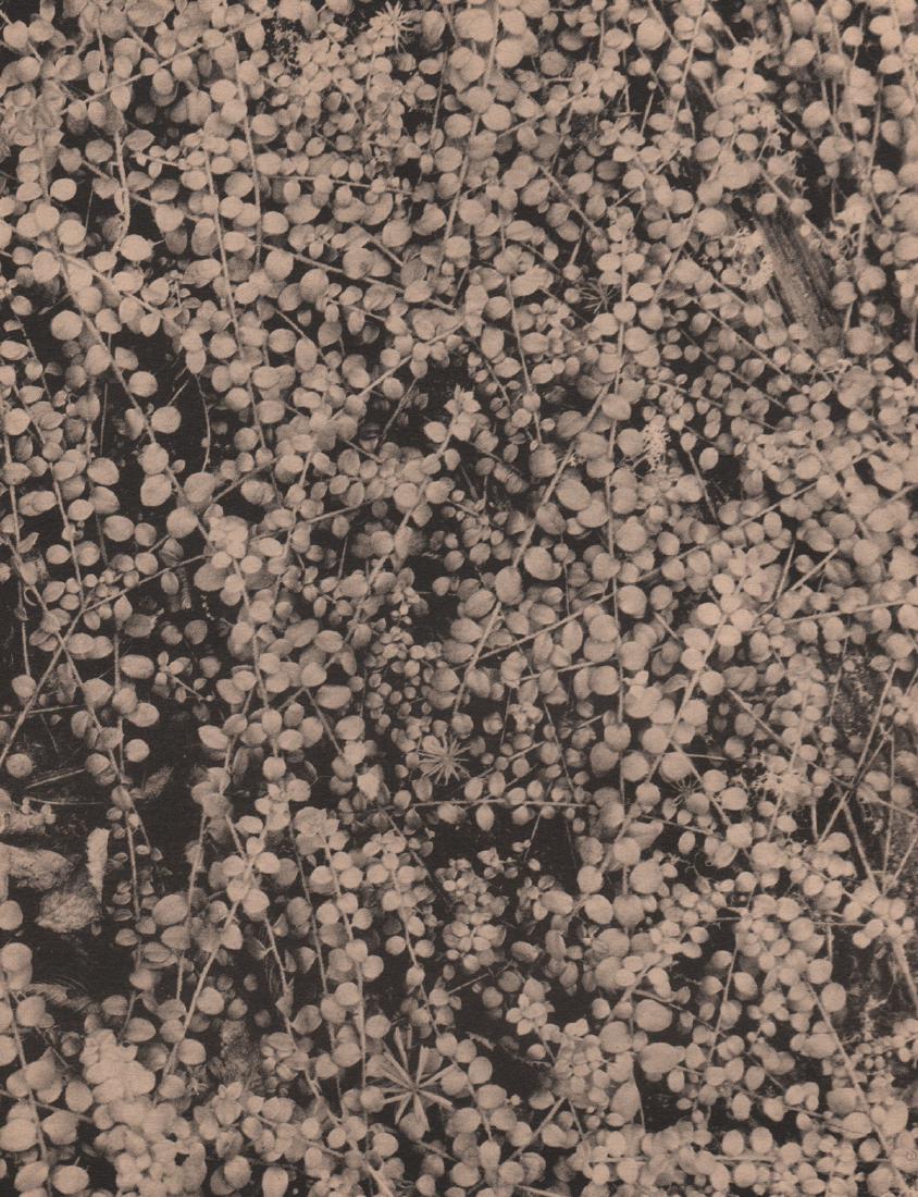KARL DAVIS ROBINSON - Tapestry: Artist: KARL DAVIS ROBINSON Print Title: Tapestry Medium: Collotype Printing Date: 1929 Printing Location: USA Image Size: 7.25 x 9.5 inches No Reserve: This lot starts at $1 and has no reserve as a c