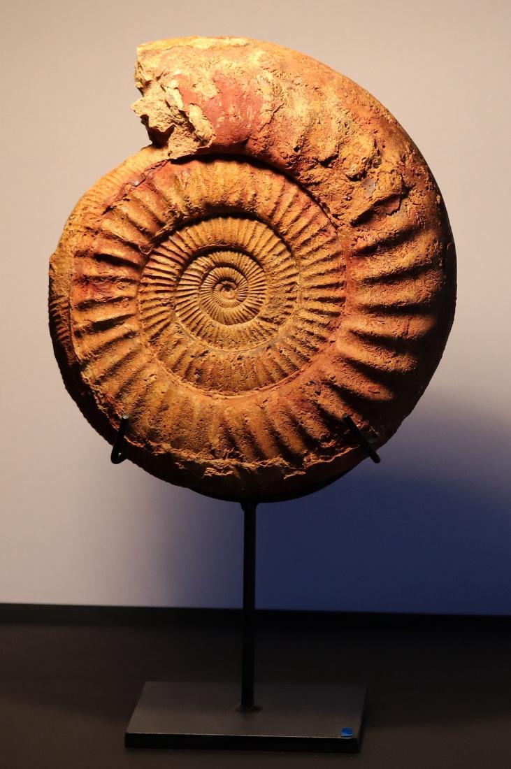 Huge ammonite on stand : Dichotomosphinctes wartae (1 of 5)
