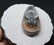 Fossil trilobite : Harpes perradiatus - 6