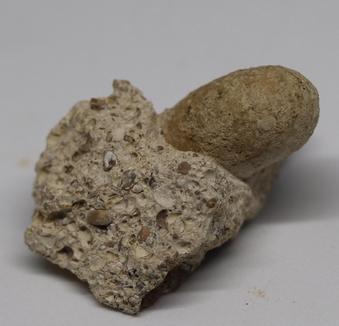 Fossil snake egg : Ophidienovum (1 of 2)