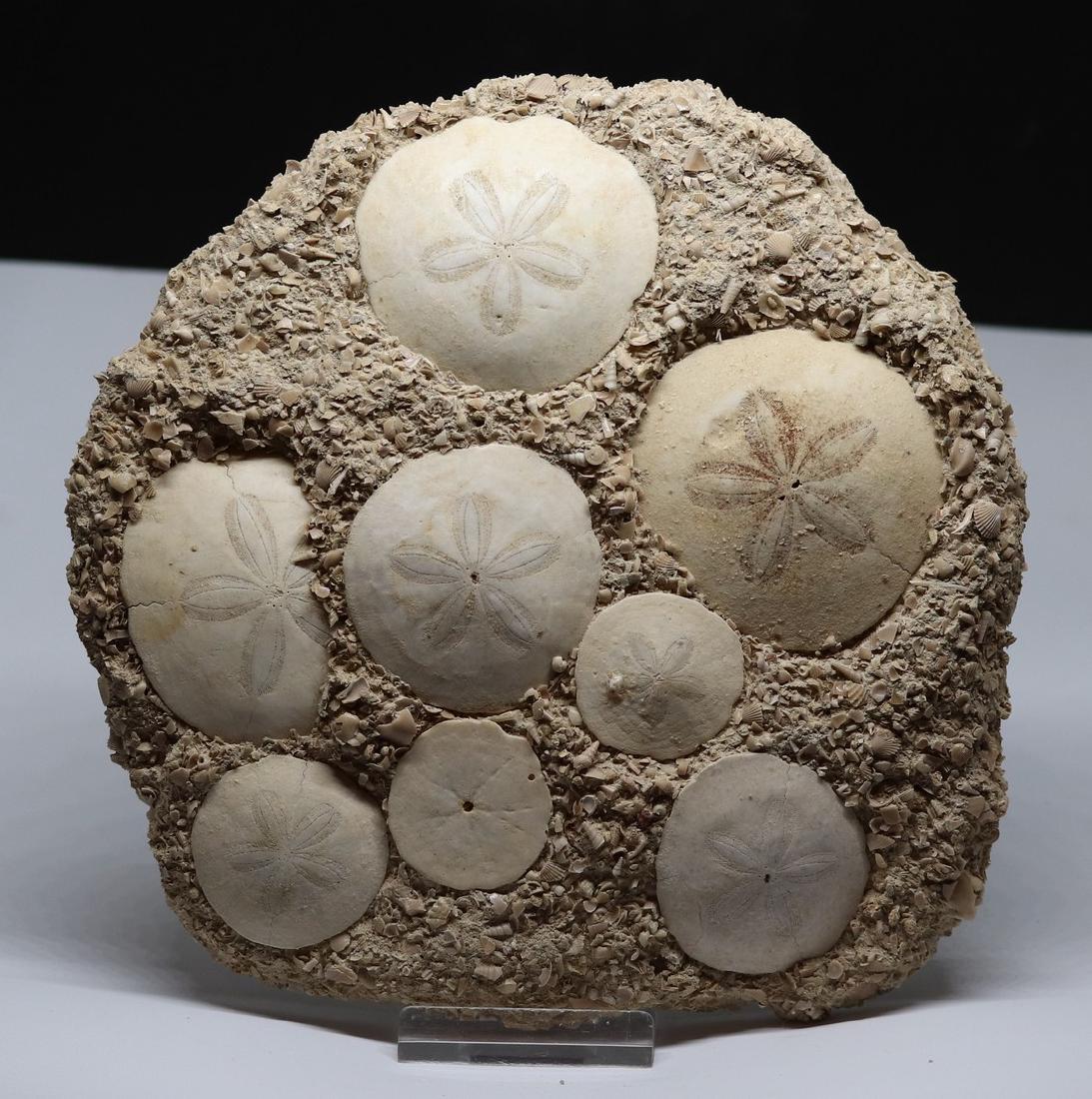 Fossil: Parascutella producta (1 of 7)