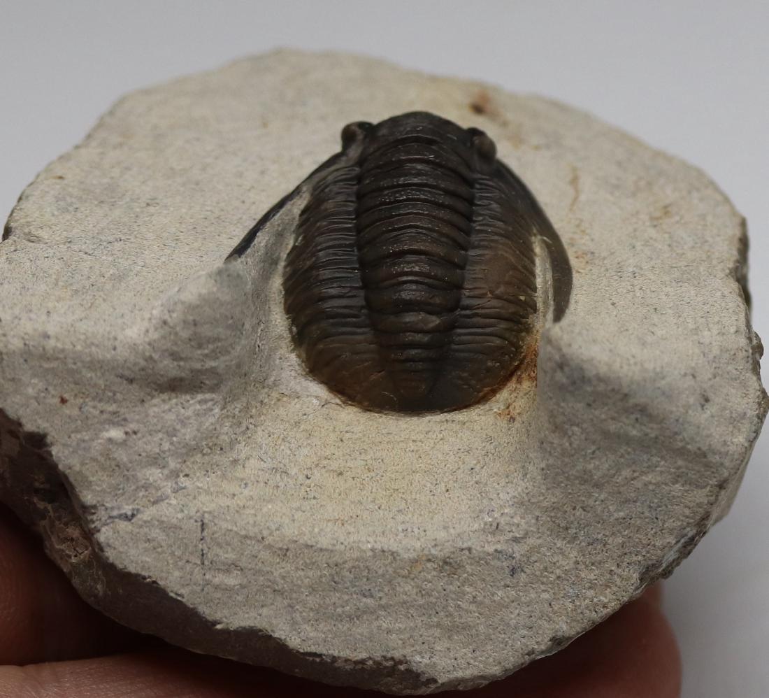 Fossil trilobite : Diademaproetus praecursor (1 of 4)