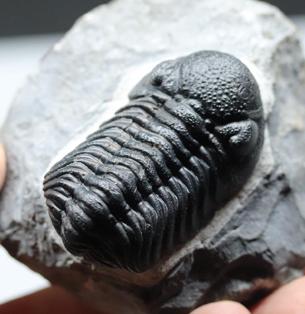 Fossil trilobite : Morocops granulops (1 of 8)