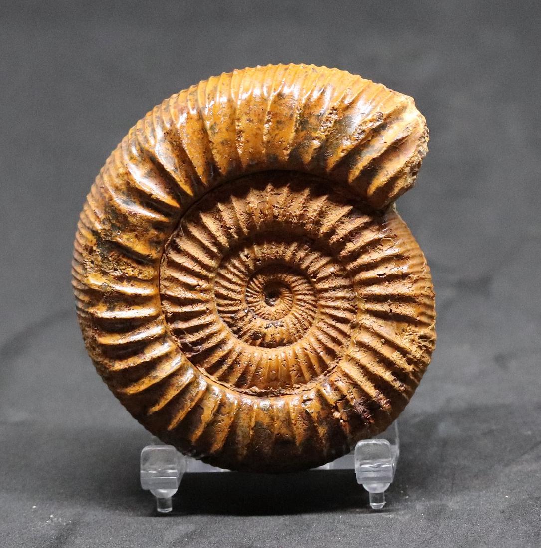 Jurassic fossil ammonite : Orionoides lehmani (1 of 3)