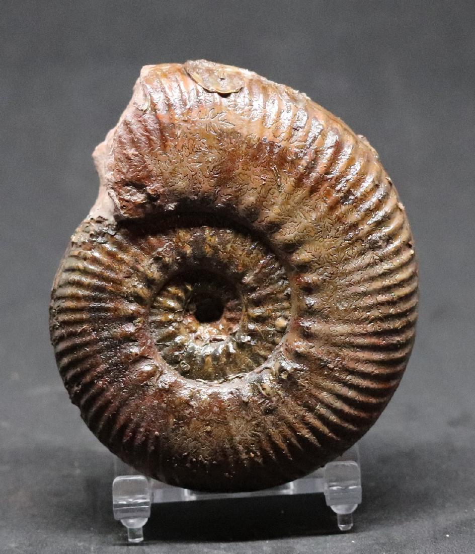 Jurassic fossil ammonite : Hammatoceras speciosum (1 of 1)