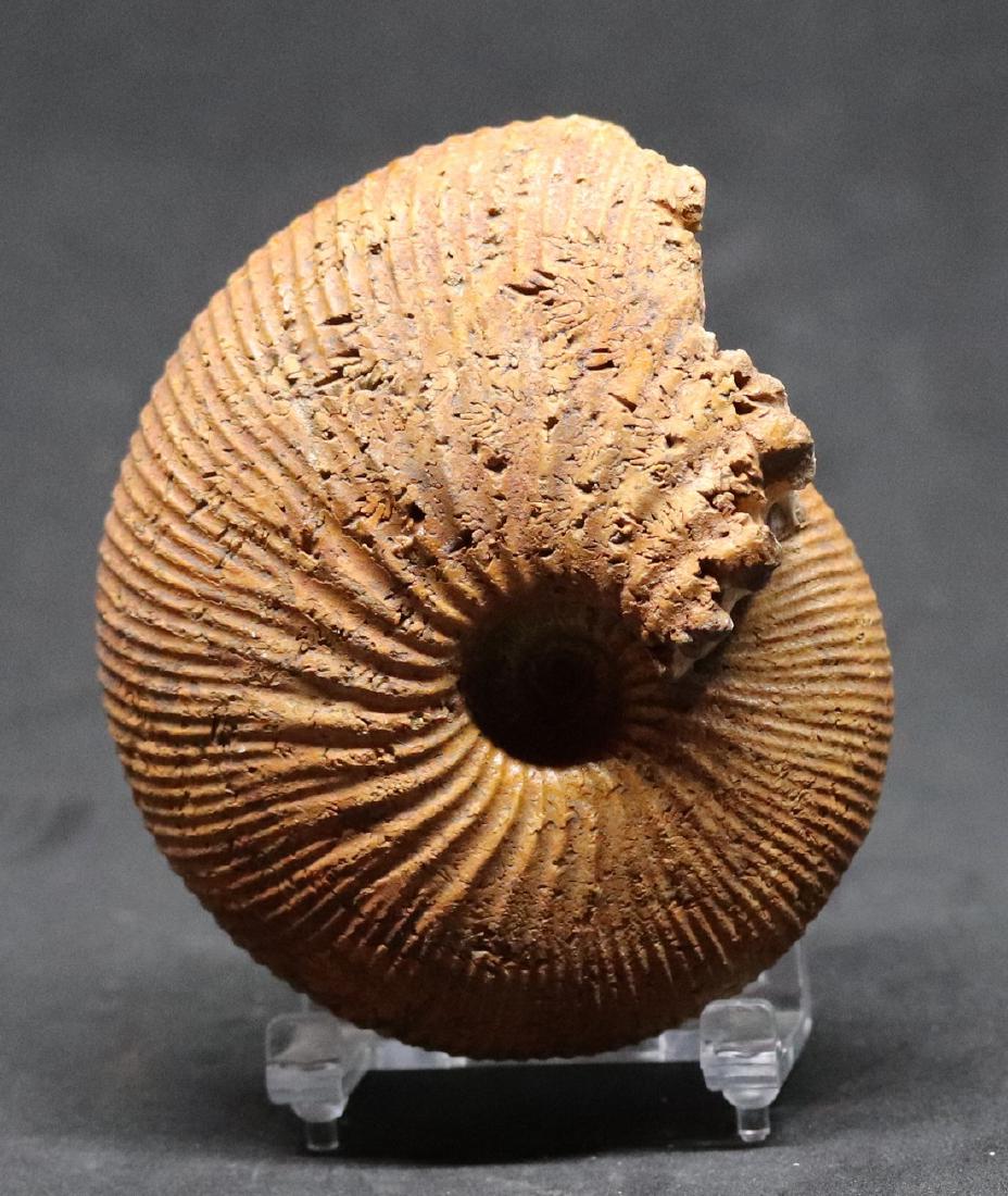 Jurassic fossil ammonite :Epimayaites lemoinei (1 of 3)
