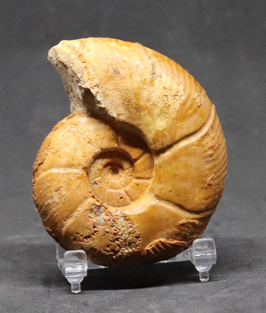 Cretaceous fossil ammonite :Parapuzosia bererensis (1 of 3)