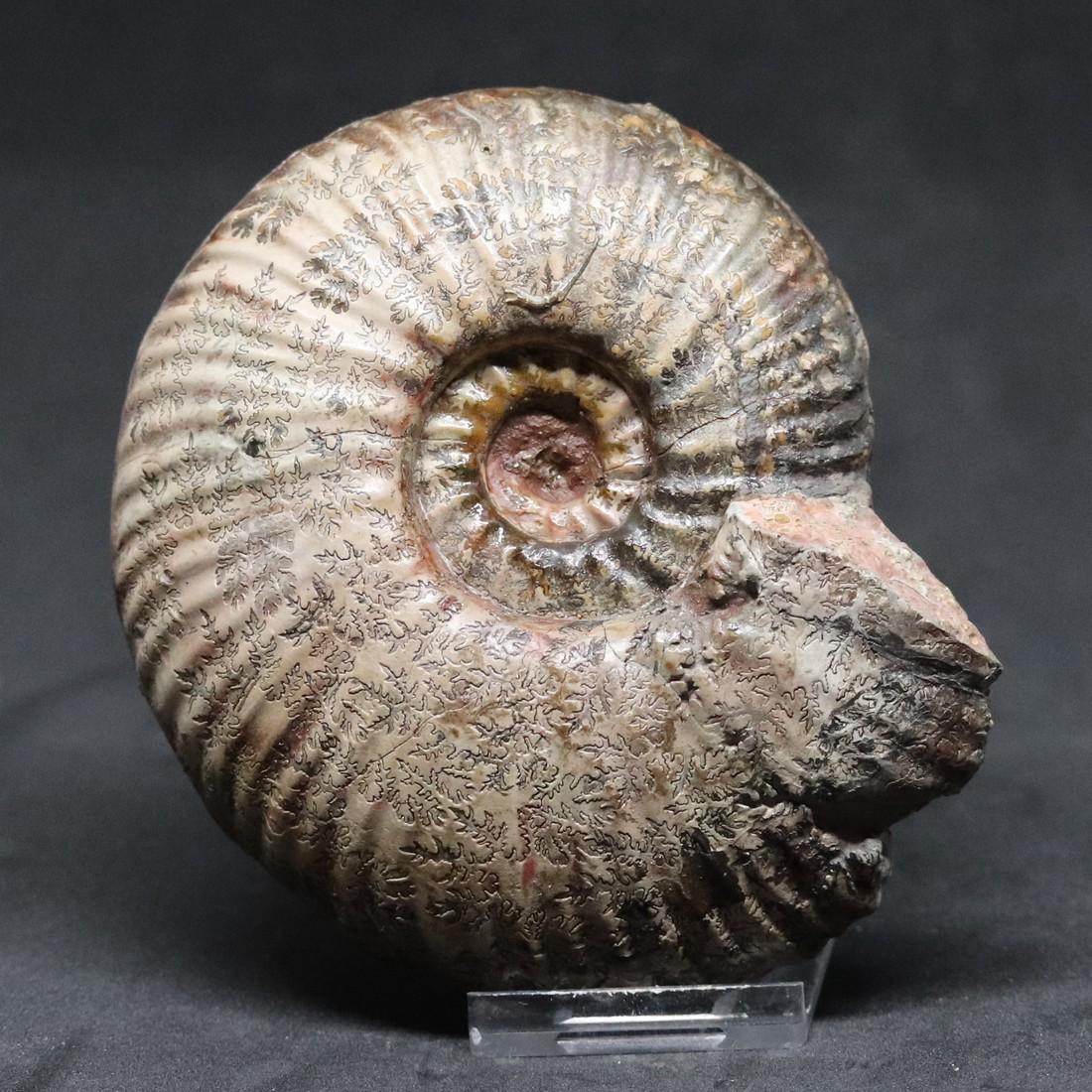 Jurassic fossil ammonite : Hammatoceras insigne (1 of 2)