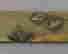 item-58628058=4