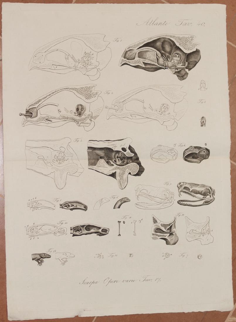 Antonio Scarpa Lithograph Hearing System Reptiles (1 of 4)