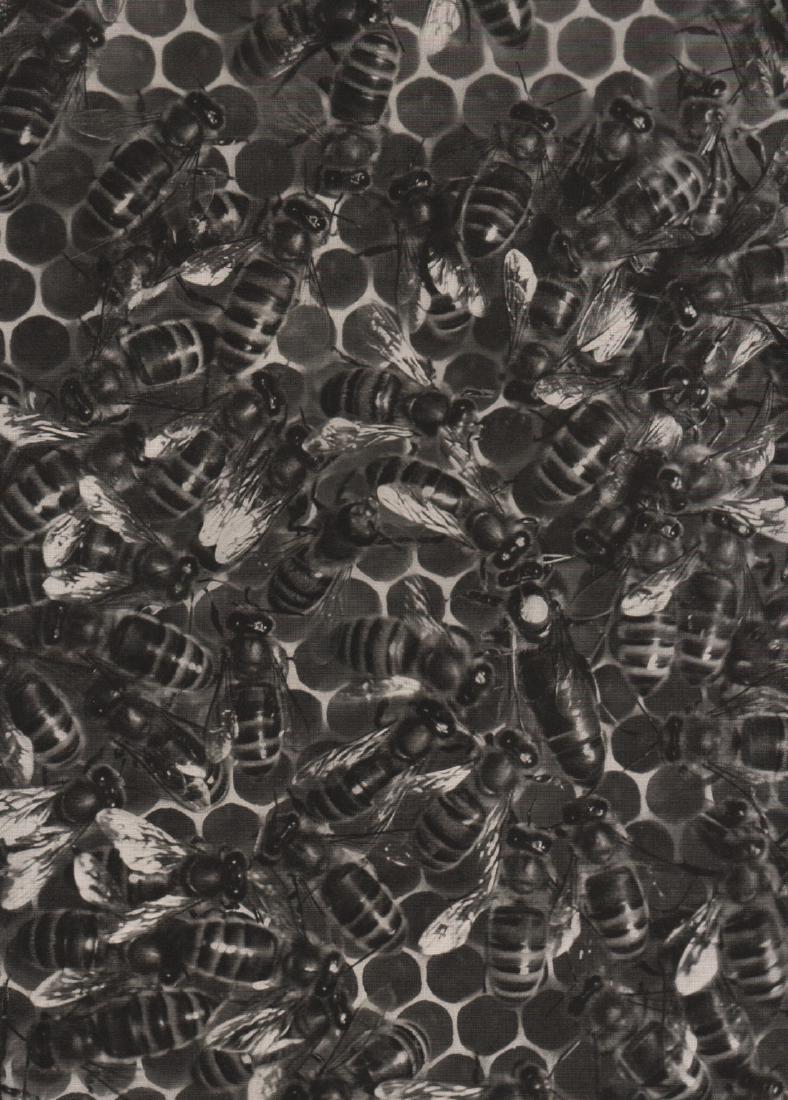 OTTO CROY - Bees: Artist: OTTO CROY Bees Medium: Photoengraving Printed 1937 in Germany Image size (inches) approx. 8.5 x 6” No Reserve: This lot starts at $1 and has no reserve as a courtesy so that collectors can d