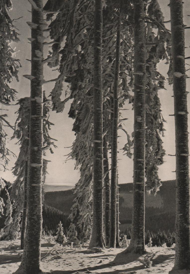 BRUDER WAGNER - Forest: Artist: BRUDER WAGNER Print Title: Forest Printing Date: 1934 Medium: Photoengraving Printed in: Germany Image Size: 8.5” x 6” No Reserve: This lot starts at $1 and has no reserve as a courtesy so