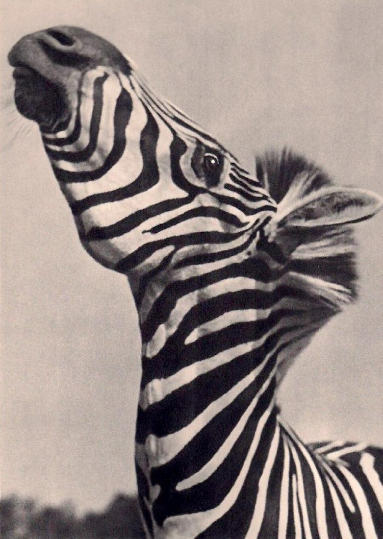 YLLA - Zebra: Artist: YLLA Print Title: Zebra Medium: Sheet-fed Gravure Printing Date: 1939 Printed: France Image size approx. 6.5 x 9 inches Ylla(1911-1955)was a Hungarian photographer who specialized in animal ph
