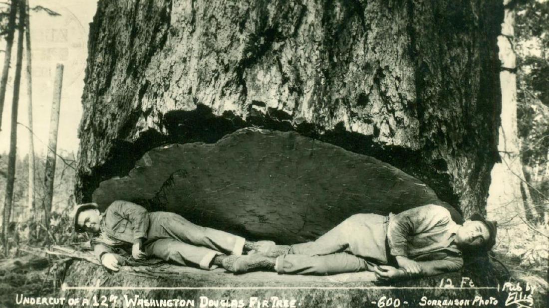 1950 Washington Giant Tree 2 Logging Logger Men (1 of 3)