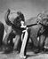 RICHARD AVEDON - Dovima with Elephants