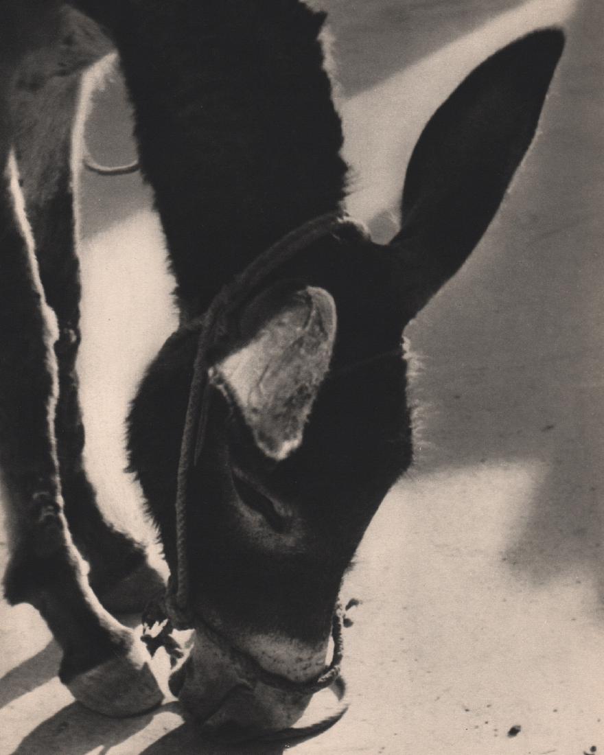 GRETE POPPER - Mule: Artist: GRETE POPPER Print Title: Mule Medium: Sheet-fed Gravure Printing date: 1937 Printed in France Image Size: 7.5 X 9.75 inches No Reserve: This lot starts at $1 and has no reserve as a courtesy 