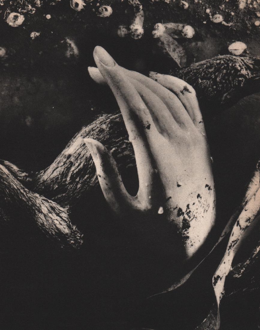 RUTH BERNHARD - Dead Hand: Artist: RUTH BERNHARD Print Title: Dead Hand Medium: Sheet-fed Gravure Printing Date: 1946 Printed: USA Image size approx. 6 x 7.5 inches Ruth Bernhard (1905 – 2006), was a legendary San Francisco p