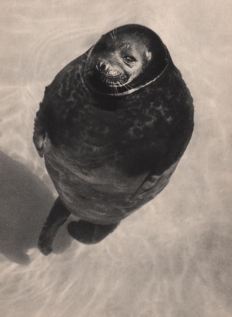 UMBO - Phoque: Artist: UMBO Print Title: Phoque (Seal) Medium: Sheet-fed Gravure Printing Date: 1935 Printed in France Image Size: 8 X 10 inches Otto Umbehr (1902-1980) studied at the Bauhaus school in the early 192