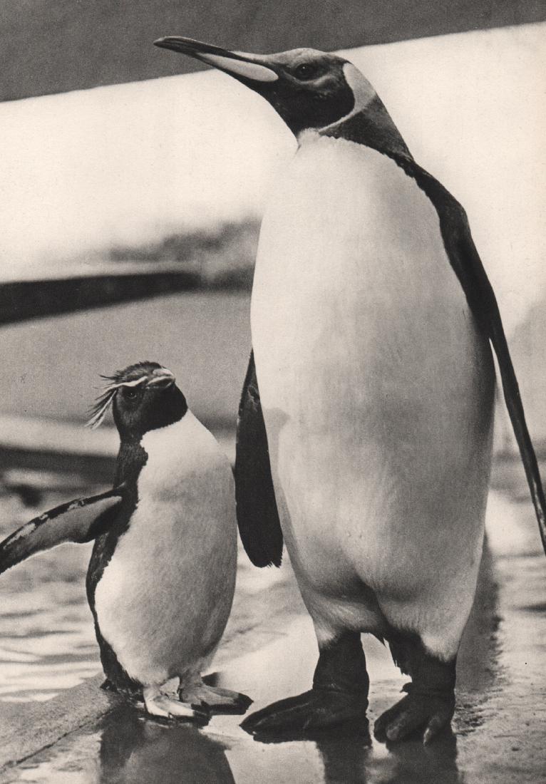 YLLA - Penguins: Artist: YLLA Print Title: Penguins Medium: Sheet-fed Gravure Printing Date: 1938 Printed: France Image size approx. 7.5 x 10.5 inches Ylla (1911-1955) was a Hungarian photographer who specialized in a