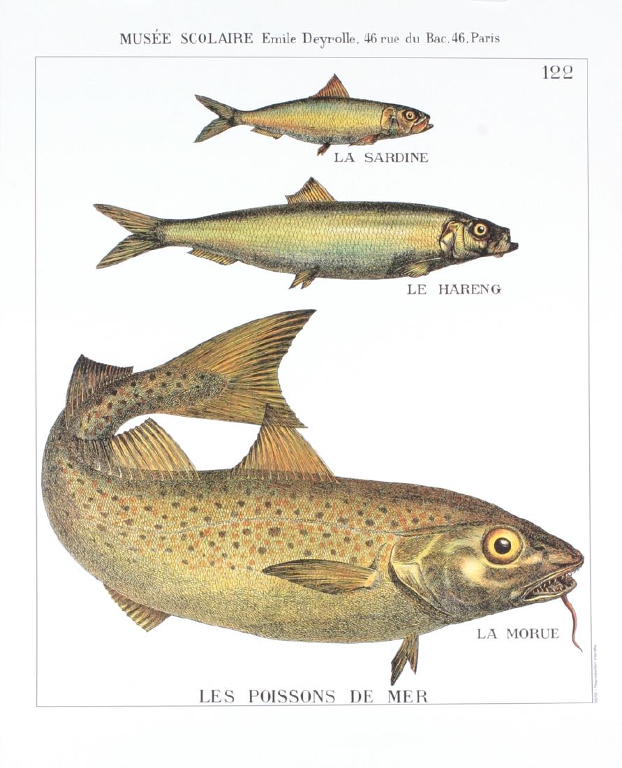 Emile Deyrolle Lithograph Les Poissons de Mer (1 of 1)