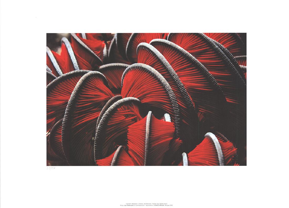 Leni Riefenstahl Offset Lithograph Feather Star Maldive (1 of 1)