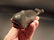 Cast Iron Folk Art Whale Beer Soda Bottle Cap Opener - 7