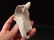 Cast Iron Folk Art Beer Soda Bottle White Buffalo - 4
