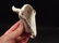 Cast Iron Folk Art Beer Soda Bottle White Buffalo - 7