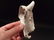Cast Iron Folk Art Beer Soda Bottle White Buffalo - 8