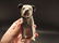 Primitive Miniature Cast Iron Nipper Dog Coin Bank - 2