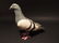 Primitive Cast Iron Folk Art Pigeon - 5