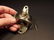 Beer Bottle Cap Opener Solid Brass w Anchor - 9
