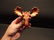 Cast Iron HEAVY Moose Head Wall Mount Beer Bottle - 5