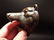 Cast Iron Wall Mount Figural Bear Beer Bottle Opener - 3