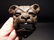 Cast Iron wall mount folk art Bulldog Beer Bottle