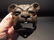 Cast Iron wall mount folk art Bulldog Beer Bottle - 6