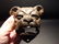 Cast Iron wall mount folk art Bulldog Beer Bottle - 7