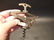 Lazy Tong Multi lever Corkscrew Wine Bottle Opener