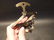 Lazy Tong Multi lever Corkscrew Wine Bottle Opener - 5