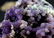 451 Gram Purple Chalcedony Grape Agate Crystals - 5