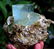 694 Gram Terminated Aquamarine Crystal & Muscovite Mica - 5