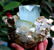 694 Gram Terminated Aquamarine Crystal & Muscovite Mica - 6
