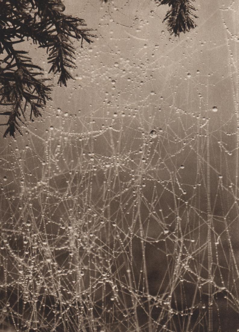 JOSEF SUDEK - Orosena pavucina, 1929: Artist: JOSEF SUDEK Print Title: Orosena pavucina, 1929 Medium: Sheet-fed Gravure Printing Date: 1956 Printed in Prague Image Size: 6 X 8.25 inches Josef Sudek(1896-1976) was a Czech photographer, bes