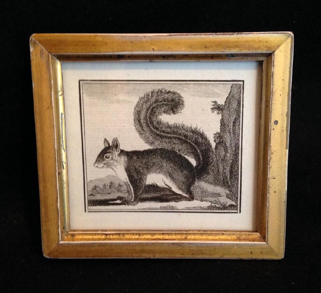C1800 Squirrel Engraving (1 of 2)