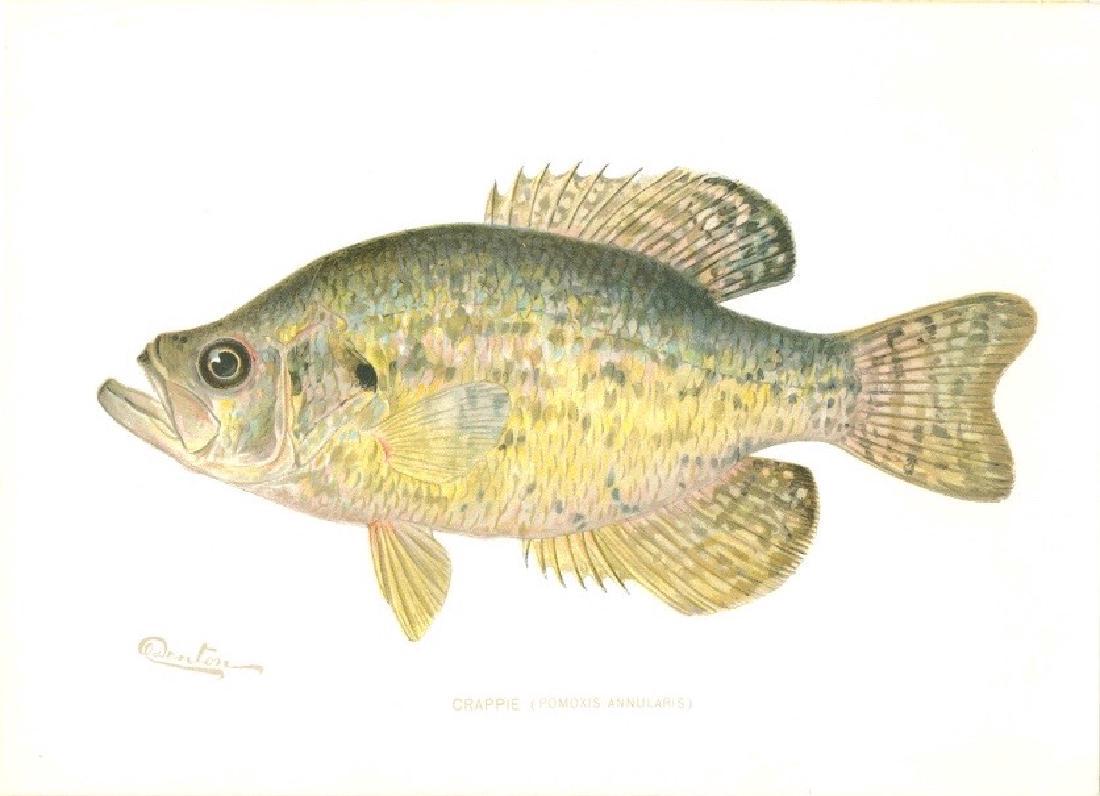 Sherman F. Denton Crappie 1900 Chromolithograph (1 of 1)