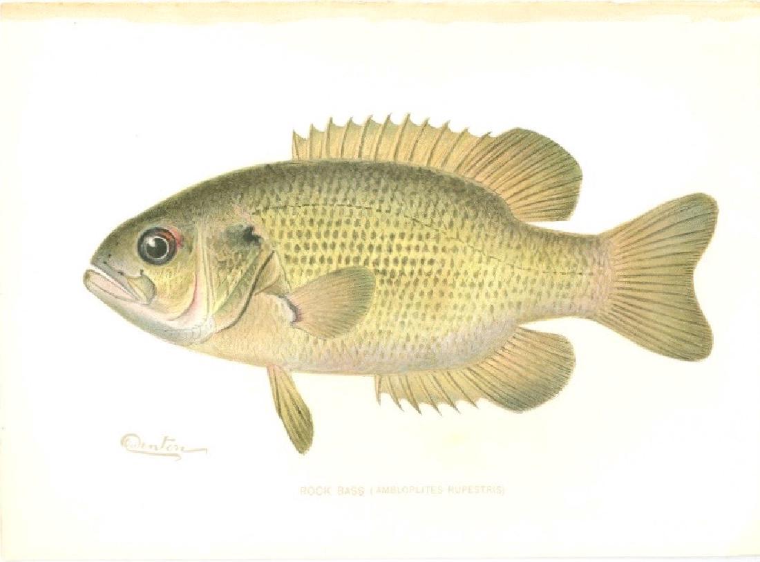 Sherman F. Denton Rock Bass 1900 Chromolithograph (1 of 1)