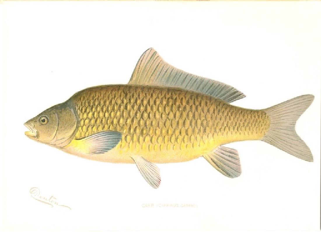 Sherman F. Denton Carp Cyprinus Carpio Chromolithograph (1 of 1)