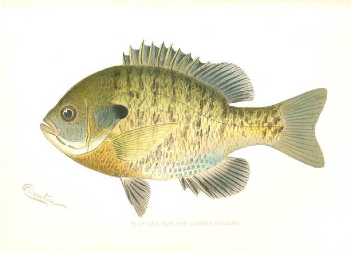 Sherman F. Denton Blue Gill Sun Fish Chromolithograph